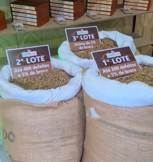 Café do Juruá rompe fronteiras do Acre e cooperativa já reúne mais de 270 produtores