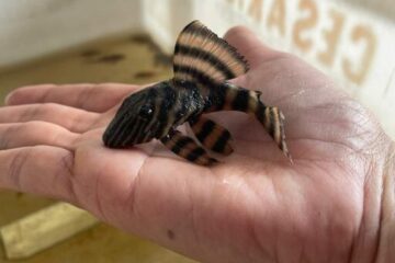 Projeto da Ufam alia ciência e conhecimento ancestral para fortalecer pesca ornamental no Rio Negro
