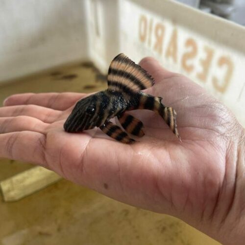Projeto da Ufam alia ciência e conhecimento ancestral para fortalecer pesca ornamental no Rio Negro