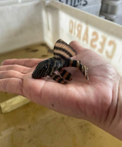 Projeto da Ufam alia ciência e conhecimento ancestral para fortalecer pesca ornamental no Rio Negro