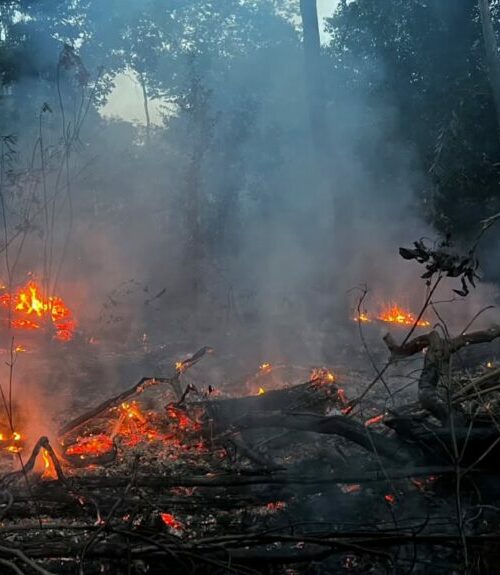 Amazonas pede ajuda federal após focos de calor mais que triplicarem em setembro