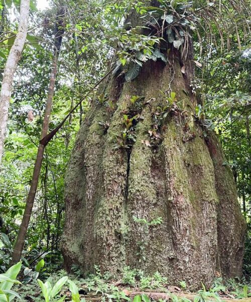 Amazonas ganha quatro novas reservas e amplia proteção de quase 669 mil hectares de floresta