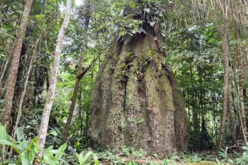 Projeto de R$ 20 milhões usa IA e mercado de carbono para manter 14 mil hectares de floresta em pé em Roraima