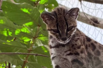 Cientista brasileiro lidera descoberta inédita de felino selvagem na Bolívia