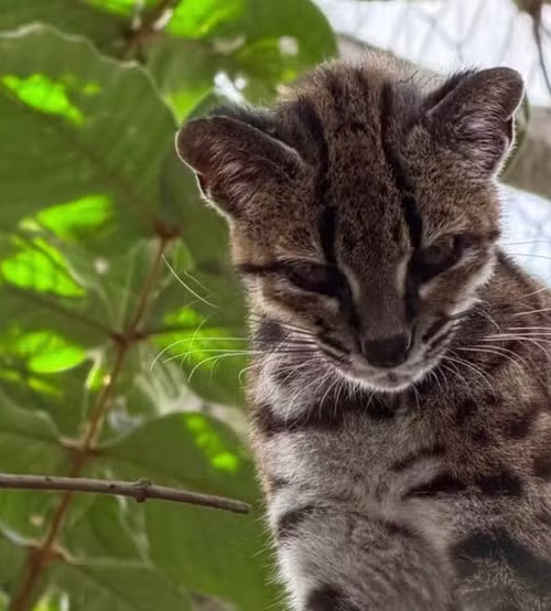 Cientista brasileiro lidera descoberta inédita de felino selvagem na Bolívia