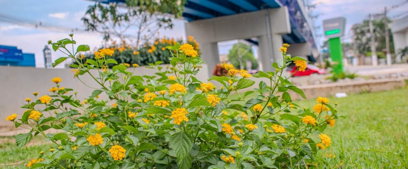 Horto Florestal de Rio Branco cultiva 120 espécies e produz milhares de mudas para arborização da capital