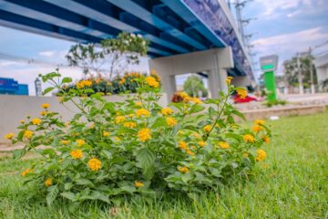 Horto Florestal de Rio Branco cultiva 120 espécies e produz milhares de mudas para arborização da capital