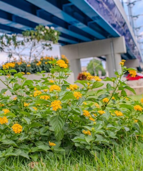 Horto Florestal de Rio Branco cultiva 120 espécies e produz milhares de mudas para arborização da capital
