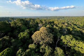 Desmatamento na Amazônia atinge menor patamar histórico em 2025, aponta MapBiomas