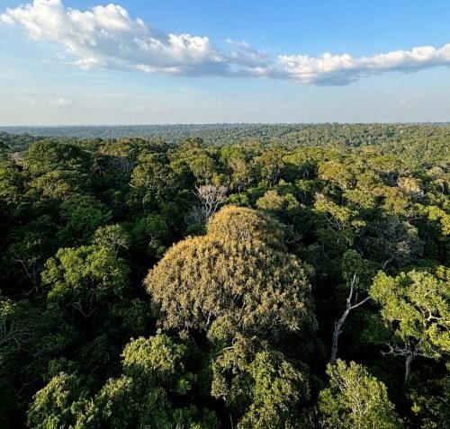 Desmatamento na Amazônia atinge menor patamar histórico em 2025, aponta MapBiomas