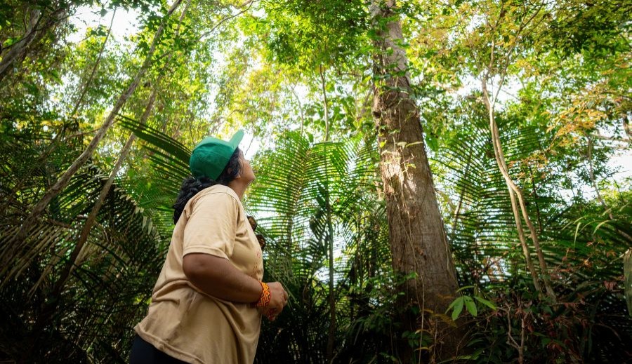 Formação gratuita vai capacitar jornalistas da Amazônia em ciência, mudanças climáticas e restauração florestal