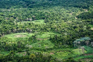 Plataforma inédita mapeia 232 políticas de bioeconomia em nove países da Pan-Amazônia