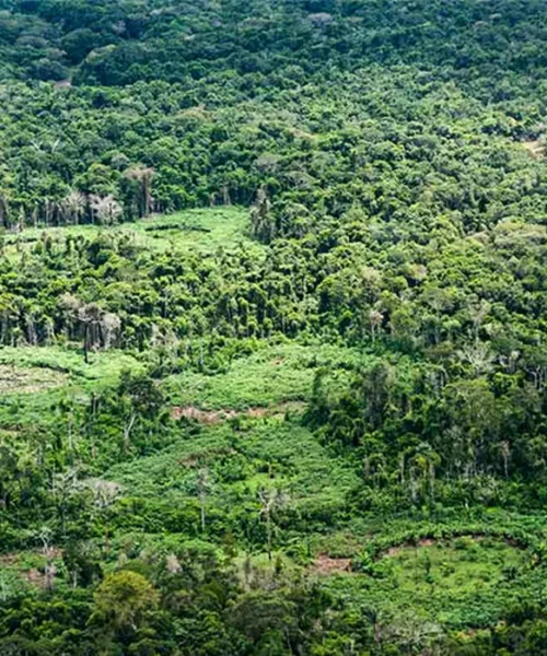 Plataforma inédita mapeia 232 políticas de bioeconomia em nove países da Pan-Amazônia